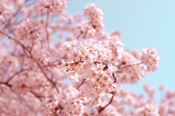 Cherry blossom soft light
